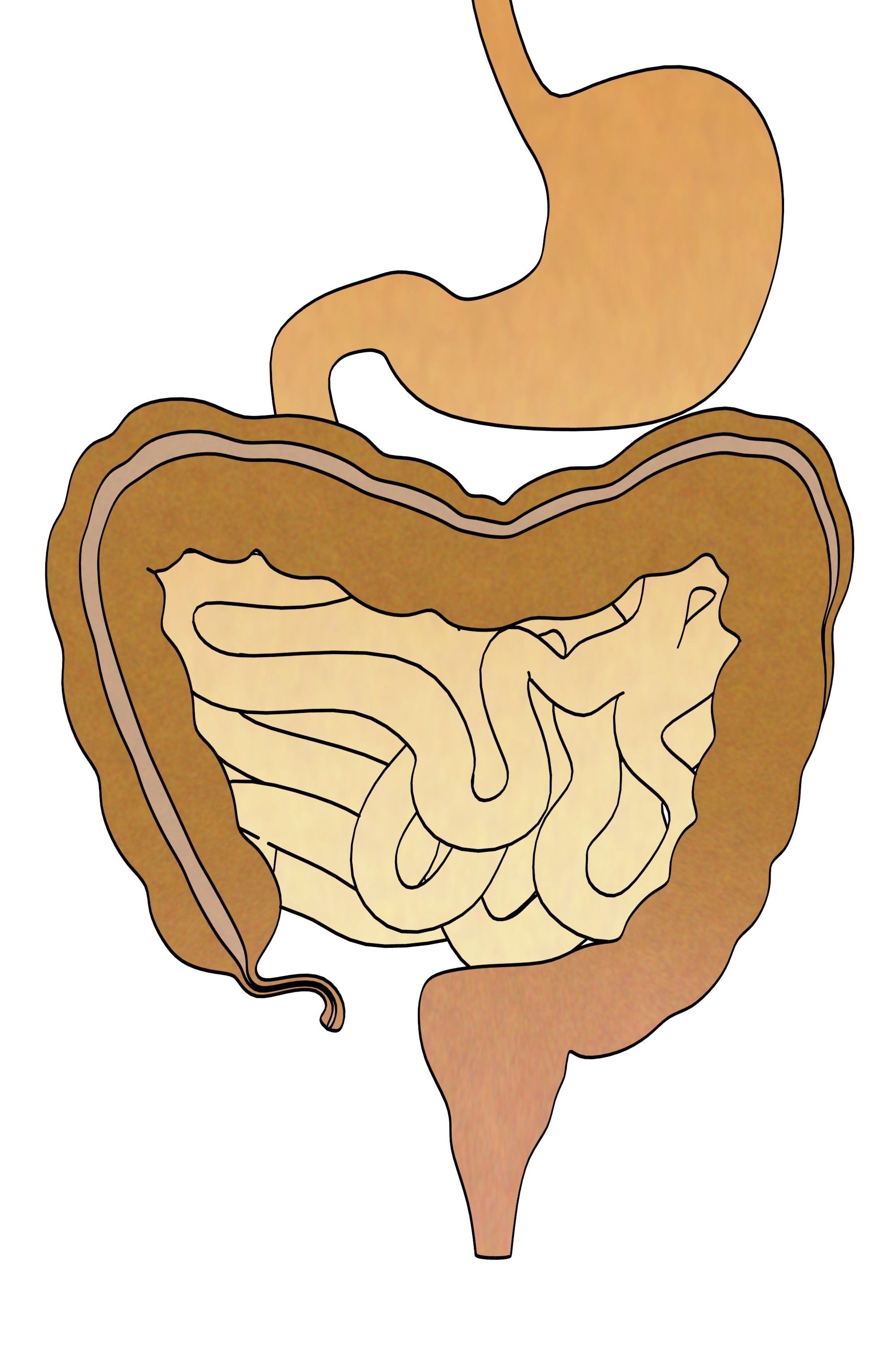 batteri intestinali