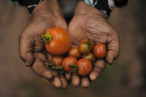 cibo biologico