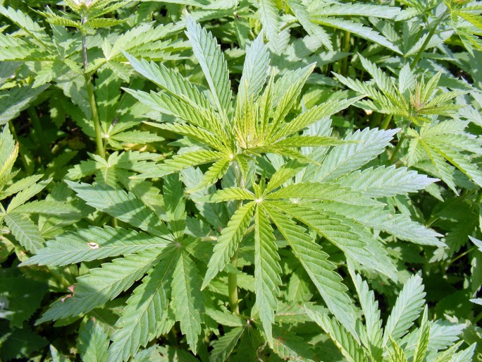 cannabis abruzzo