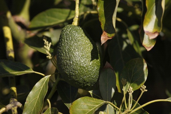 Avocado benefici