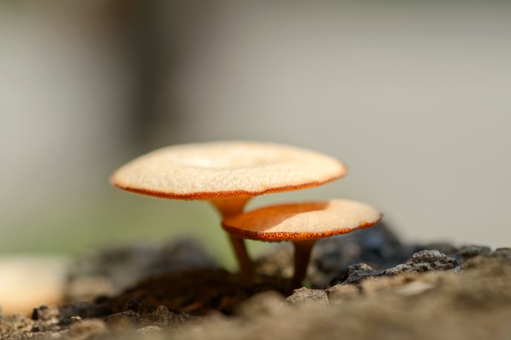 ganoderma benefici