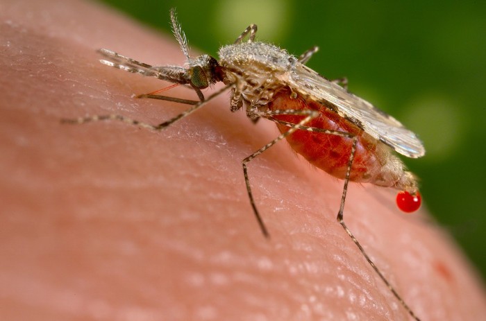 zanzara geneticamente modificata malaria