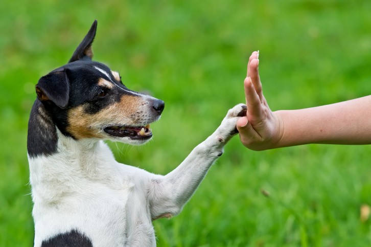 Psicologia animali