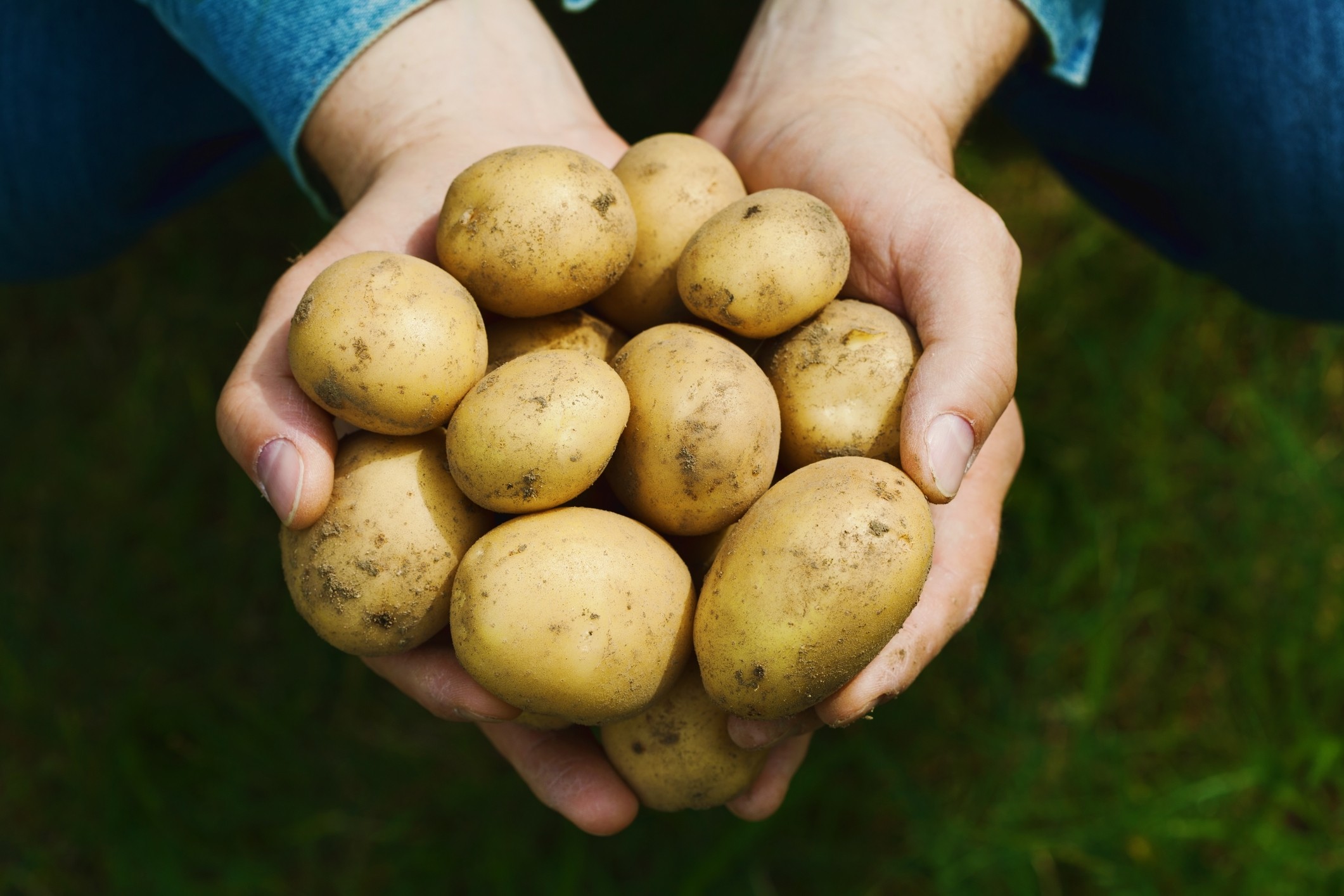 Patate verdi rischi