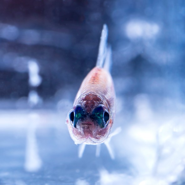 Il sushi più buono con il pesce più fresco