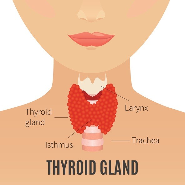 Rimedi naturali per le disfunzioni tiroidee