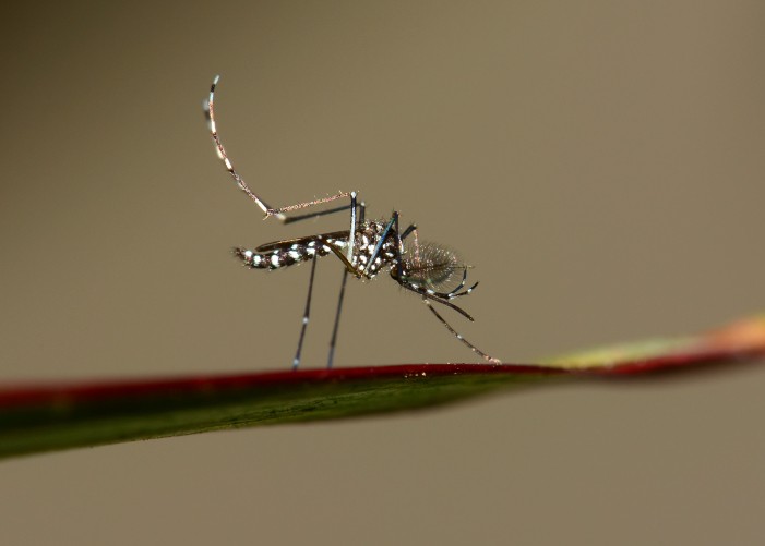 Allergia alla puntura di zanzara