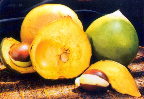 Le proprietà della lucuma