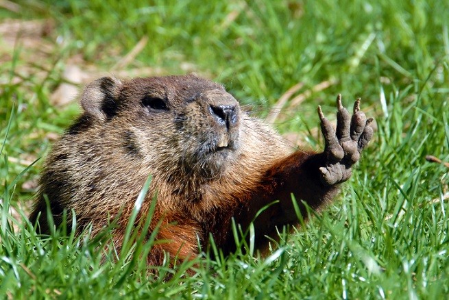 Marmotta