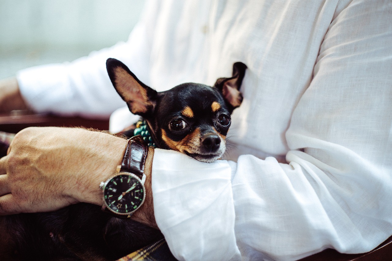 Come superare la paura dei cani