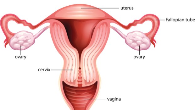 Tumore ovarico ricerca pap test