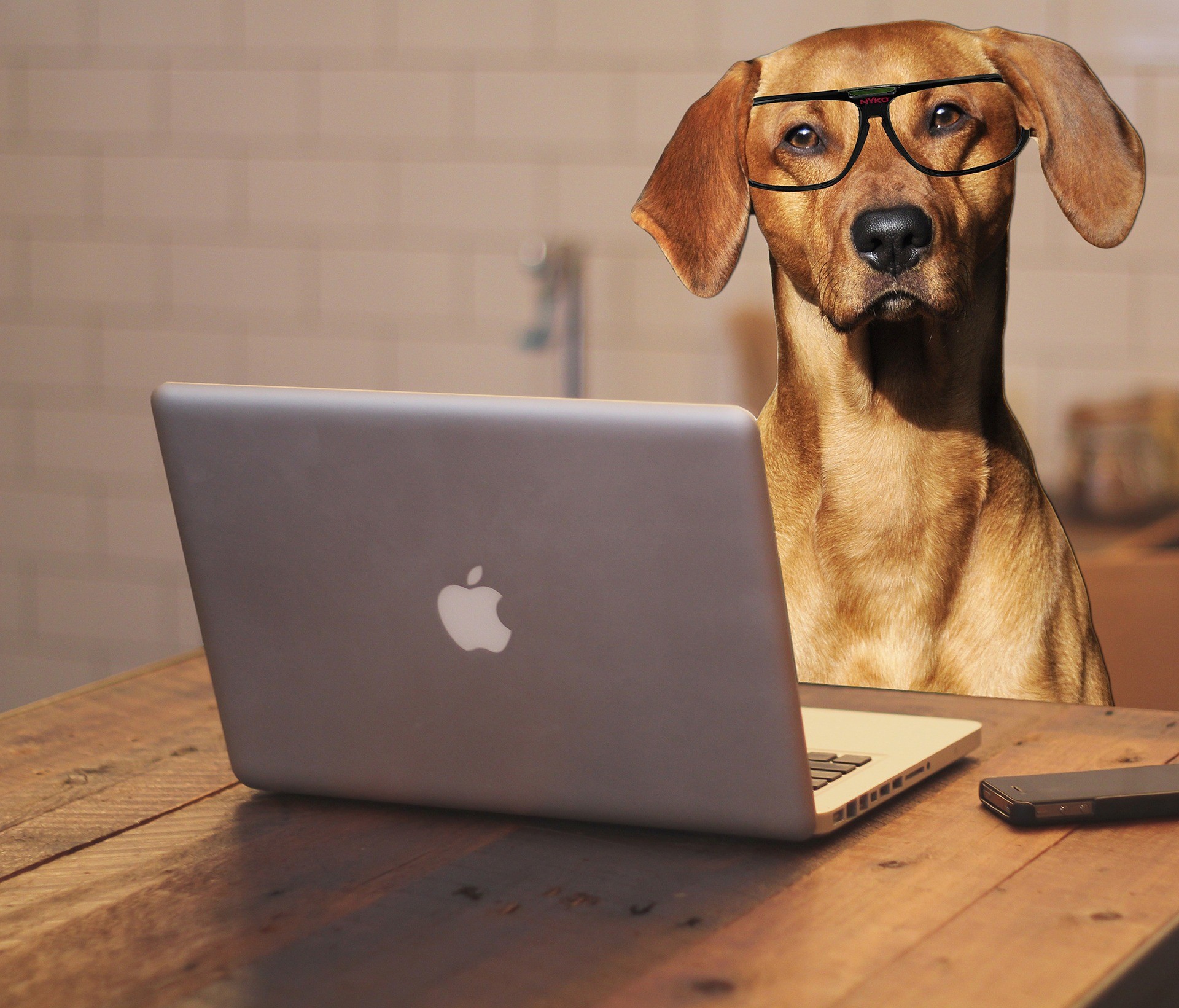 Lavorare da casa con un animale domestico