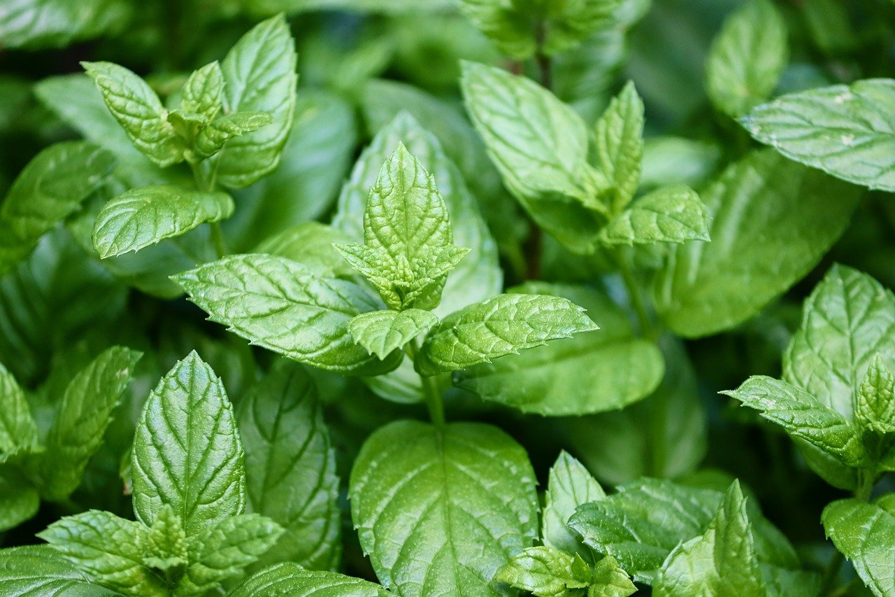 Olio essenziale di menta piperita, come si usa