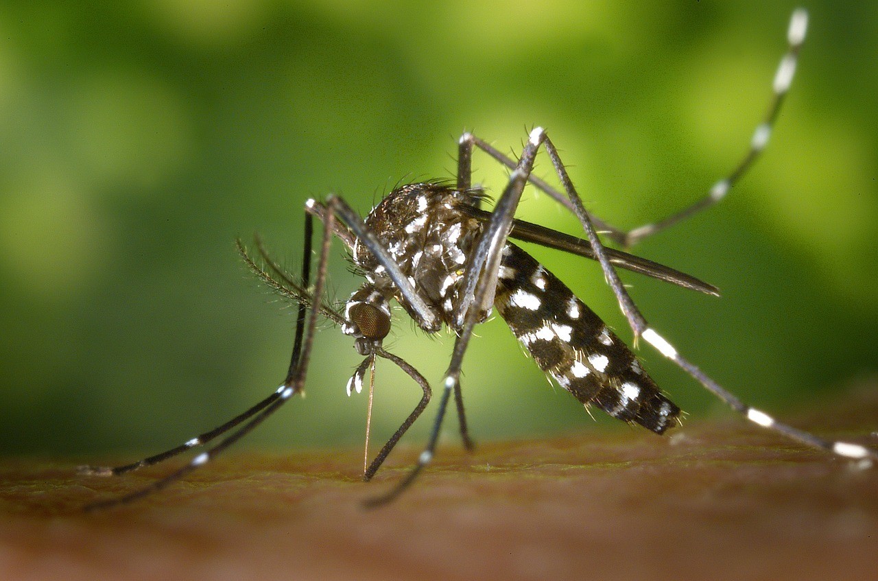 Allergia alle punture di zanzare rimedi