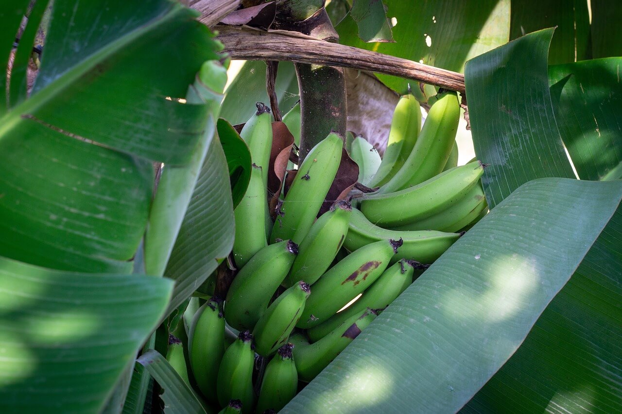 banane verdi fanno male