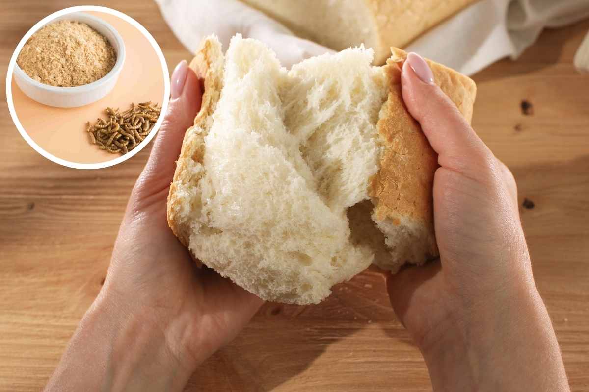 La farina di larve arriva sulle tavole italiane: dal pane alla pasta, dove si trova