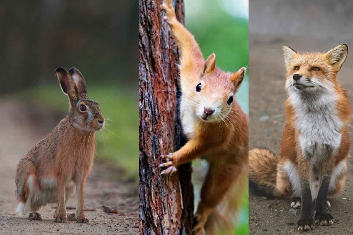 animali pregi difetti personalità